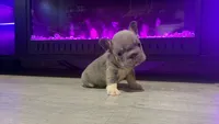 Sock , a male French Bulldog for sale in Kokomo, IN – 3 of 3