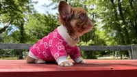GG , a female French Bulldog for sale in Kokomo, IN – 3 of 3