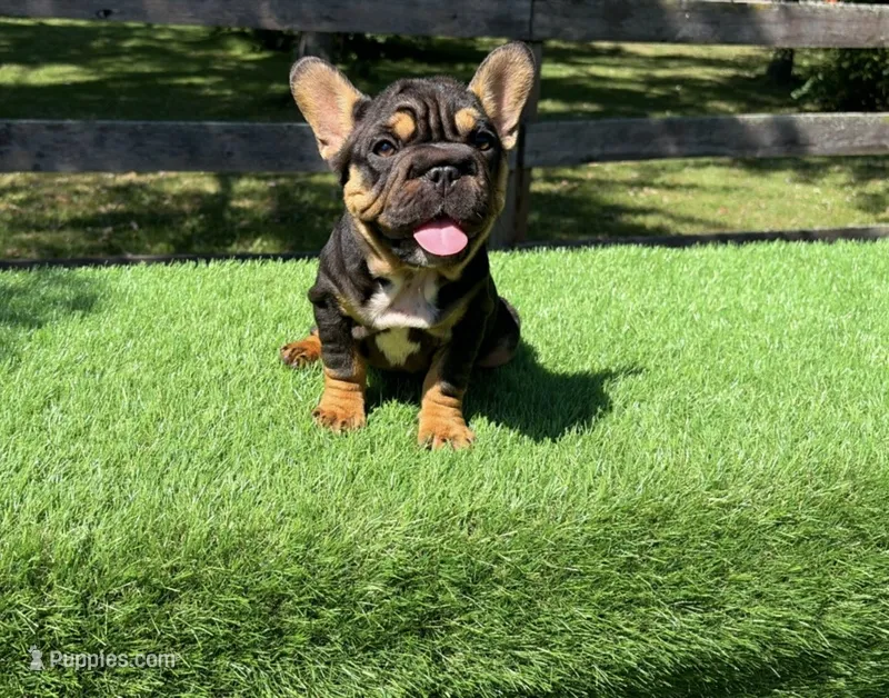 Pixie  – French Bulldog puppy for sale in Kokomo, IN