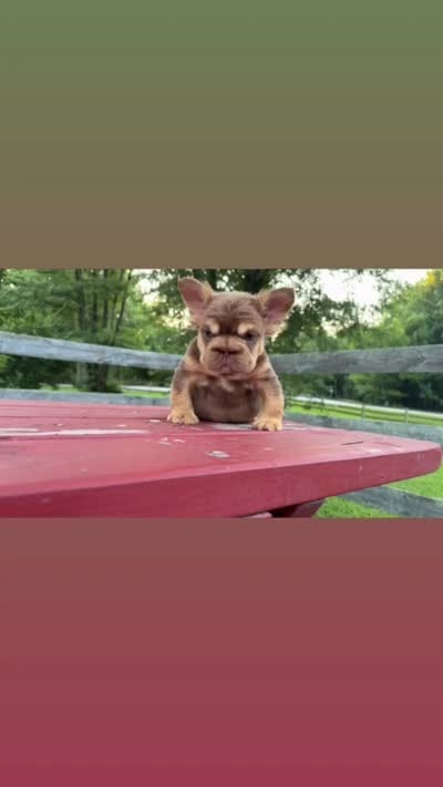 Rojo boy , a male French Bulldog for sale in Kokomo, IN – 2 of 2