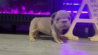 Grace , a female French Bulldog for sale in Kokomo, IN – 2 of 2