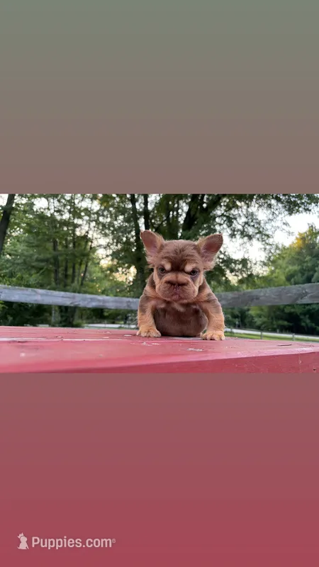 Rojo boy  – French Bulldog puppy for sale in Kokomo, IN
