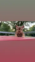 Rojo boy , a male French Bulldog for sale in Kokomo, IN – 1 of 2