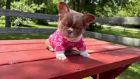 GG , a female French Bulldog for sale in Kokomo, IN – 2 of 3