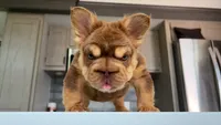 Rojo boy , a male French Bulldog for sale in Kokomo, IN – 2 of 4