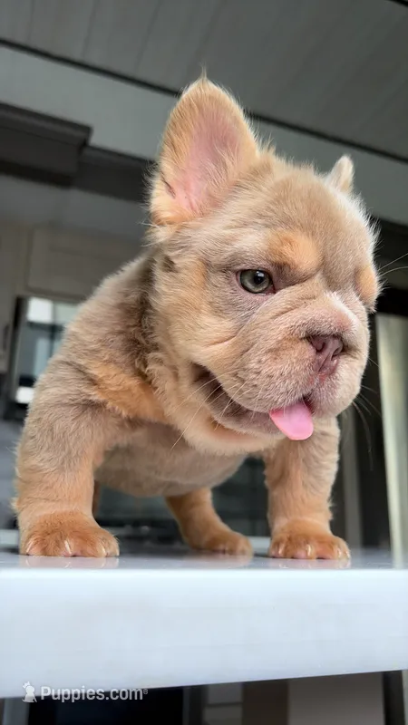 Newshade boy  – French Bulldog puppy for sale in Kokomo, IN