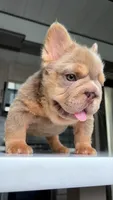 Newshade boy , a male French Bulldog for sale in Kokomo, IN – 1 of 3