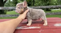 Newshade boy , a male French Bulldog for sale in Kokomo, IN – 2 of 2
