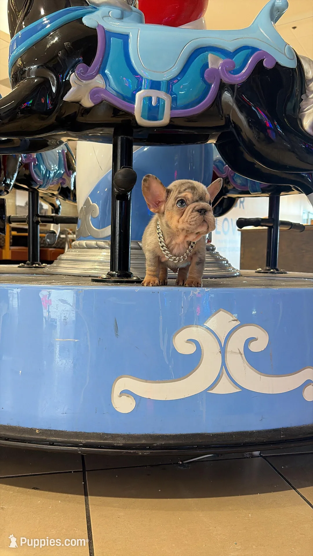 Louie  – French Bulldog puppy for sale in Kokomo, IN