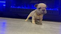 Kash , a male French Bulldog for sale in Kokomo, IN – 2 of 2