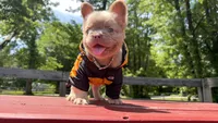Kash  , a male French Bulldog for sale in Kokomo, IN – 1 of 1