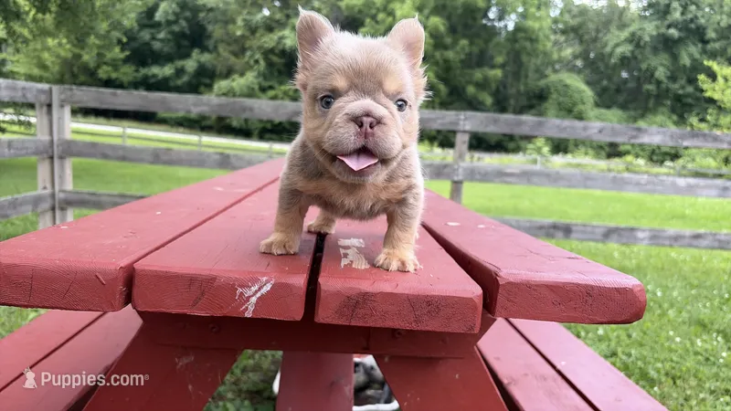 Newshade boy  – French Bulldog puppy for sale in Kokomo, IN