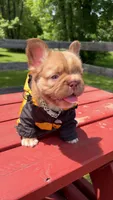 Jr (Future) , a male French Bulldog for sale in Kokomo, IN – 2 of 2