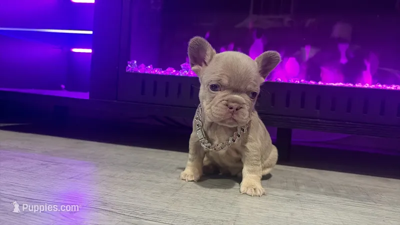Lyla – French Bulldog puppy for sale in Kokomo, IN