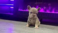 Lyla, a female French Bulldog for sale in Kokomo, IN – 1 of 2
