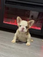 Redeye, a male French Bulldog for sale in Kokomo, IN – 2 of 2