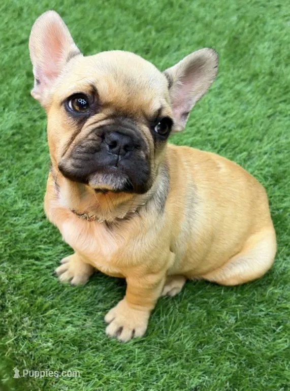 Gigi – French Bulldog puppy for sale in Kokomo, IN
