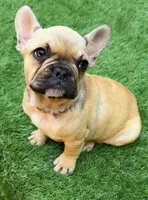 Gigi, a female French Bulldog for sale in Kokomo, IN – 1 of 1