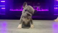 Sock , a male French Bulldog for sale in Kokomo, IN – 2 of 3