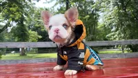 Redeye, a male French Bulldog for sale in Kokomo, IN – 1 of 1