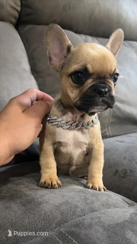 Gigi – French Bulldog puppy for sale in Kokomo, IN