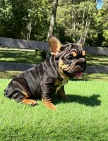 Concha, a female French Bulldog for sale in Kokomo, IN – 2 of 2