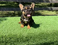 Concha, a female French Bulldog for sale in Kokomo, IN – 1 of 2