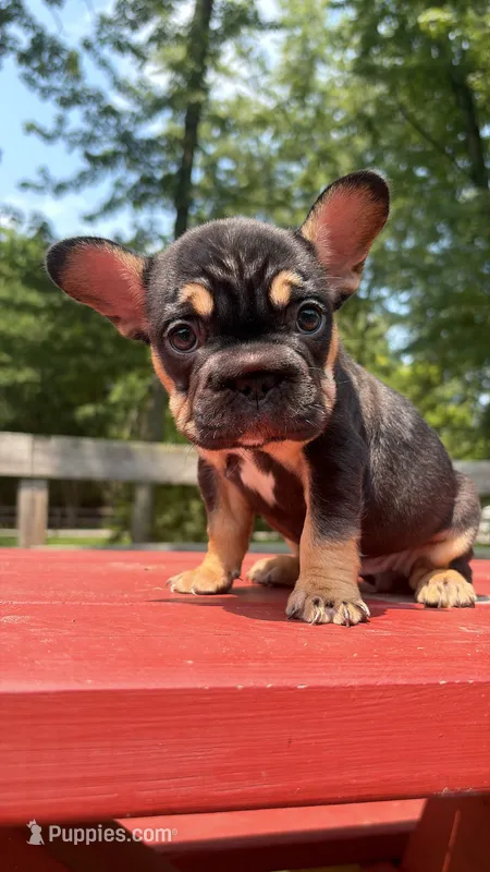 Pixie  – French Bulldog puppy for sale in Kokomo, IN