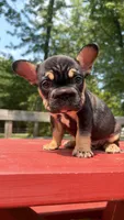 Pixie , a female French Bulldog for sale in Kokomo, IN – 1 of 1