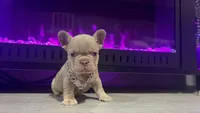 Lyla, a female French Bulldog for sale in Kokomo, IN – 2 of 2