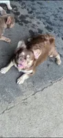 Kelsey , a female French Bulldog for sale in Kokomo, IN – 1 of 1