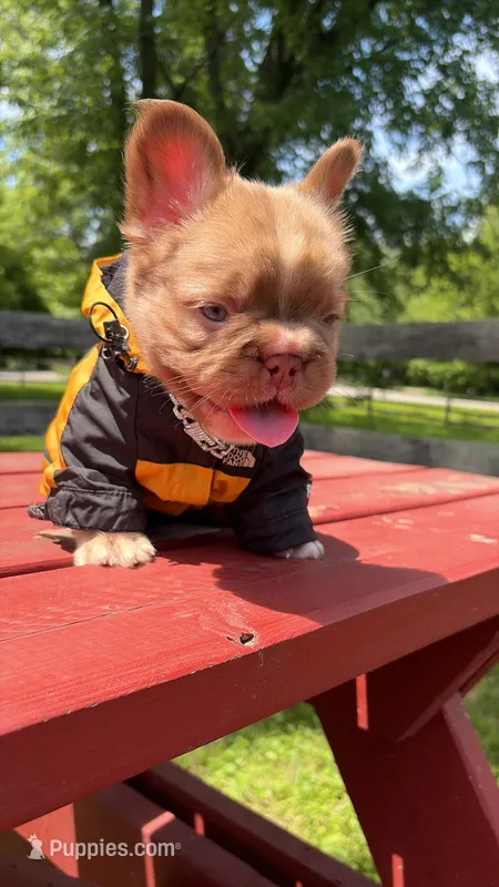 Jr (Future)  – French Bulldog puppy for sale in Kokomo, IN