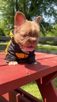 Jr (Future) , a male French Bulldog for sale in Kokomo, IN – 1 of 2