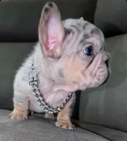 Louie , a male French Bulldog for sale in Kokomo, IN – Photo 3 of 8