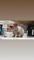 Louie , a male French Bulldog for sale in Kokomo, IN – Photo 2 of 8