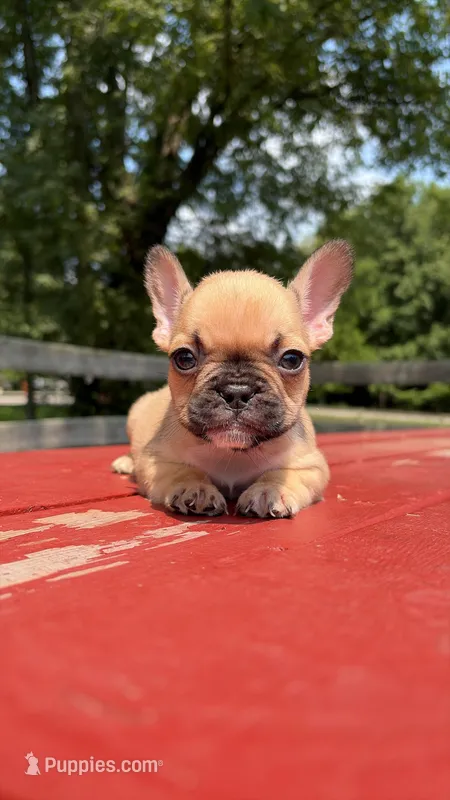 Gigi – French Bulldog puppy for sale in Kokomo, IN
