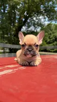 Gigi, a female French Bulldog for sale in Kokomo, IN – 1 of 1