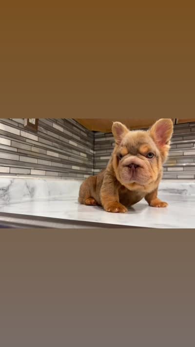 Newshade boy , a male French Bulldog for sale in Kokomo, IN – 3 of 3