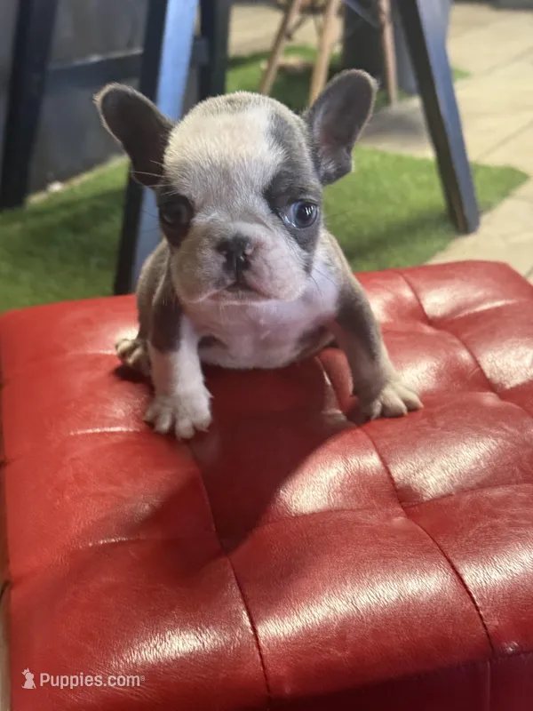 Buster – French Bulldog puppy for sale in Prairieville, LA