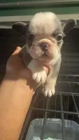 Buster, a male French Bulldog for sale in Prairieville, LA – Photo 2 of 3