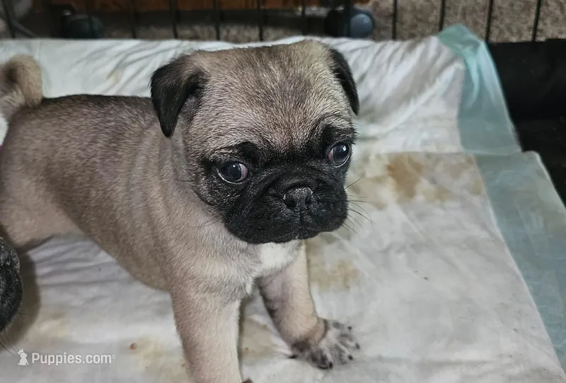 Miel – Pug puppy for sale in Eugene, OR