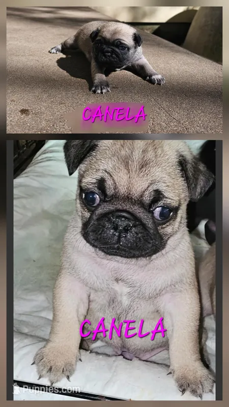 Canela – Pug puppy for sale in Eugene, OR