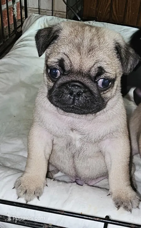 Canela – Pug puppy for sale in Eugene, OR