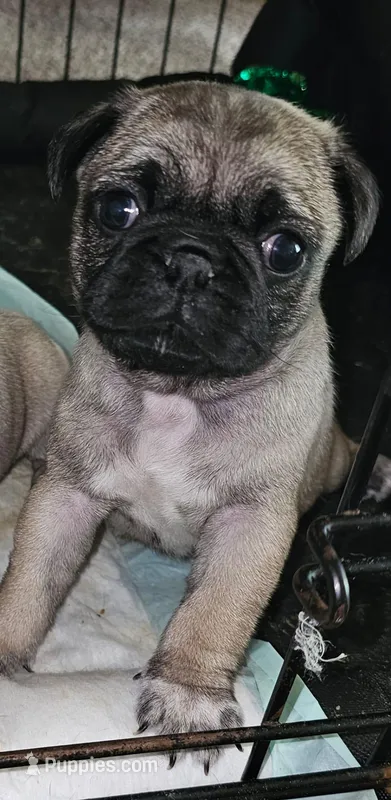 Nugget – Pug puppy for sale in Eugene, OR