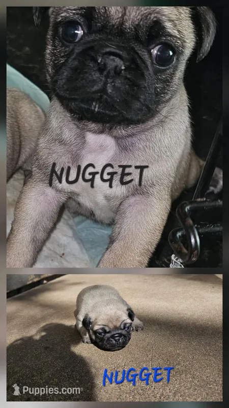 Nugget – Pug puppy for sale in Eugene, OR