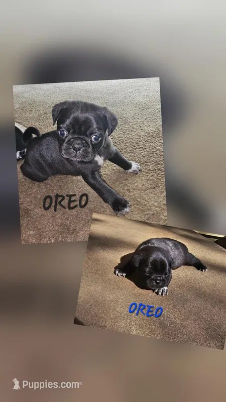 Oreo – Pug puppy for sale in Eugene, OR