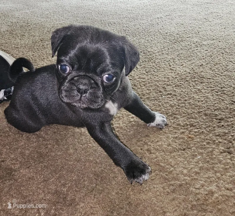 Oreo – Pug puppy for sale in Eugene, OR