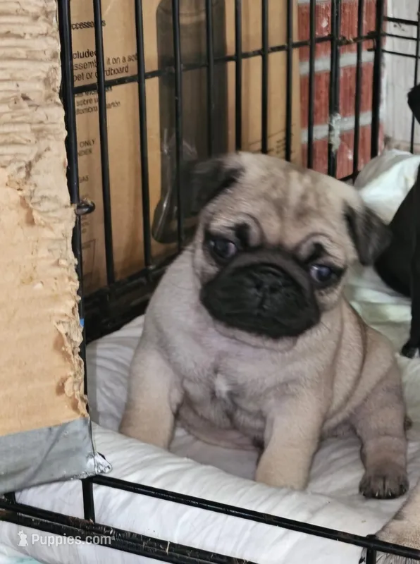 Bruno – Pug puppy for sale in Eugene, OR
