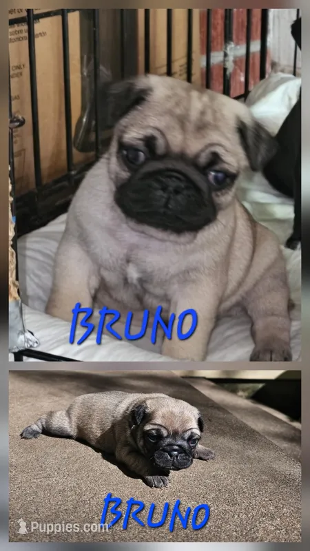 Bruno – Pug puppy for sale in Eugene, OR