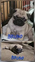 Bruno, a male Pug for sale in Eugene, OR – 1 of 6